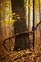 Babcock State Park, WV - 07