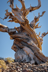 Eastern Sierra, CA - 02