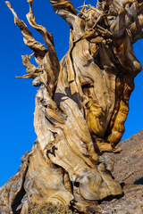 Eastern Sierra, CA - 04