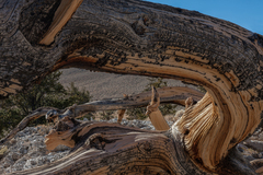 Eastern Sierra, CA - 05