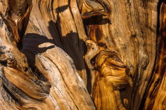 Eastern Sierra, CA - 07