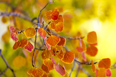 Eastern Sierra, CA - 17