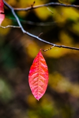 Great Smoky Mountains, TN and NC - 07