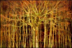 Great Smoky Mountains, TN and NC - 20