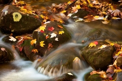 Great Smoky Mountains, TN and NC - 22