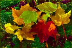 Great Smoky Mountains, TN and NC - 24