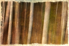 Great Smoky Mountains, TN and NC - 26