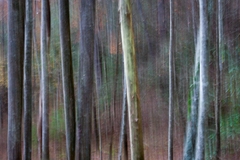 Great Smoky Mountains, TN and NC - 27