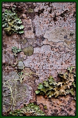 Great Smoky Mountains, TN and NC - 28