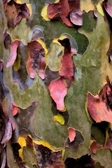 Great Smoky Mountains, TN and NC - 31