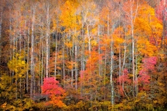 Great Smoky Mountains, TN and NC - 33