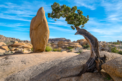 Joshua Tree, CA - 10