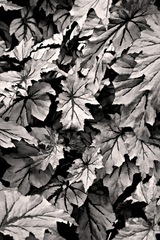 Longwood Gardens, Kennett Square, PA