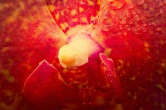 Longwood Gardens, Kennett Square, PA - 04