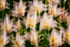 Longwood Gardens, Kennett Square, PA - 07