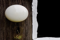 My Small World Macrophotography - 02