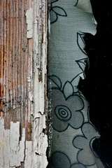 My Small World Macrophotography - 03